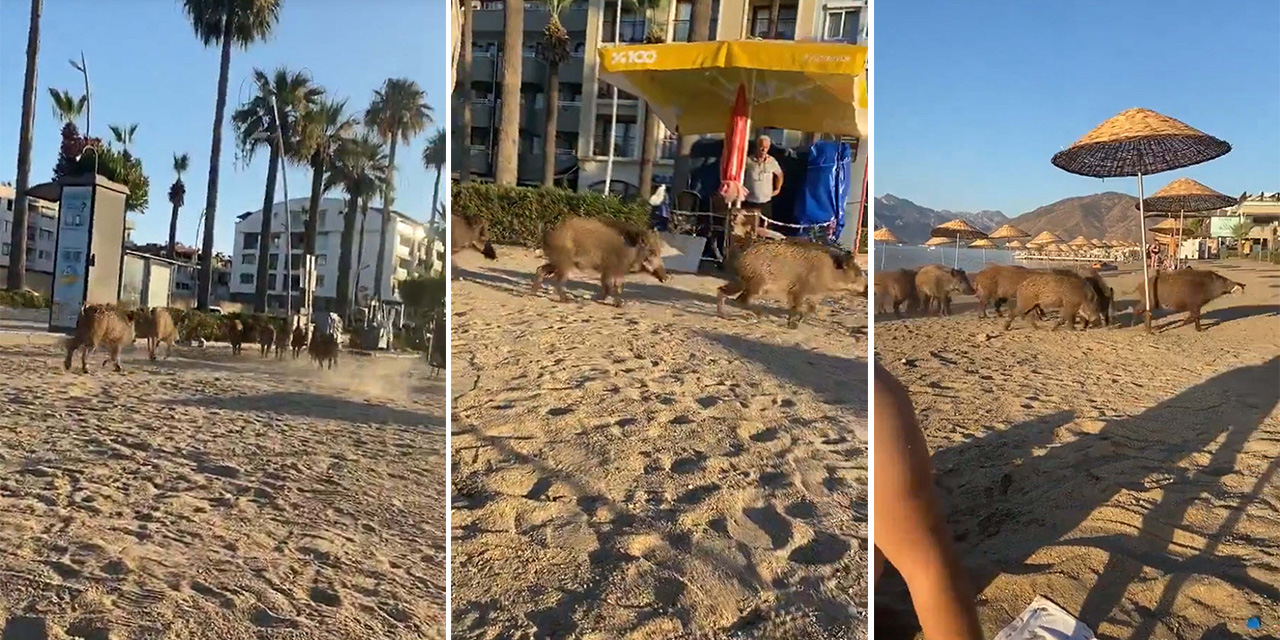 Marmaris'te domuzlar sahile indi