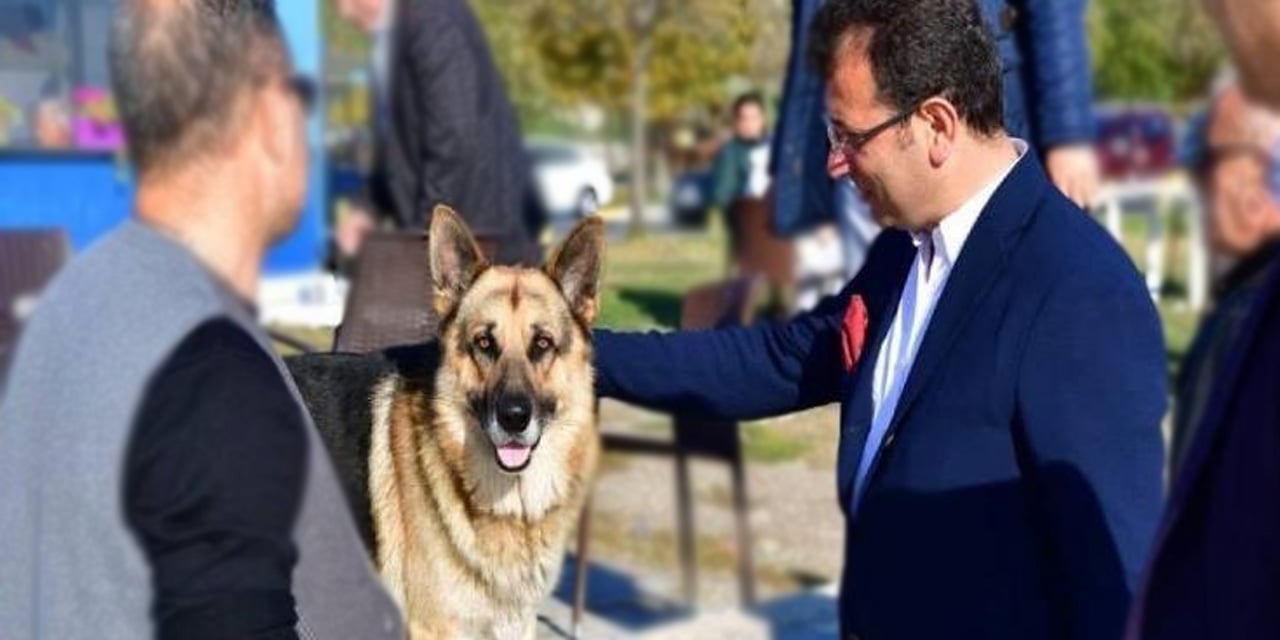 İmamoğlu: Sokak hayvanlarıyla ilgili yeni yasa tasarısı uygulanabilir değil