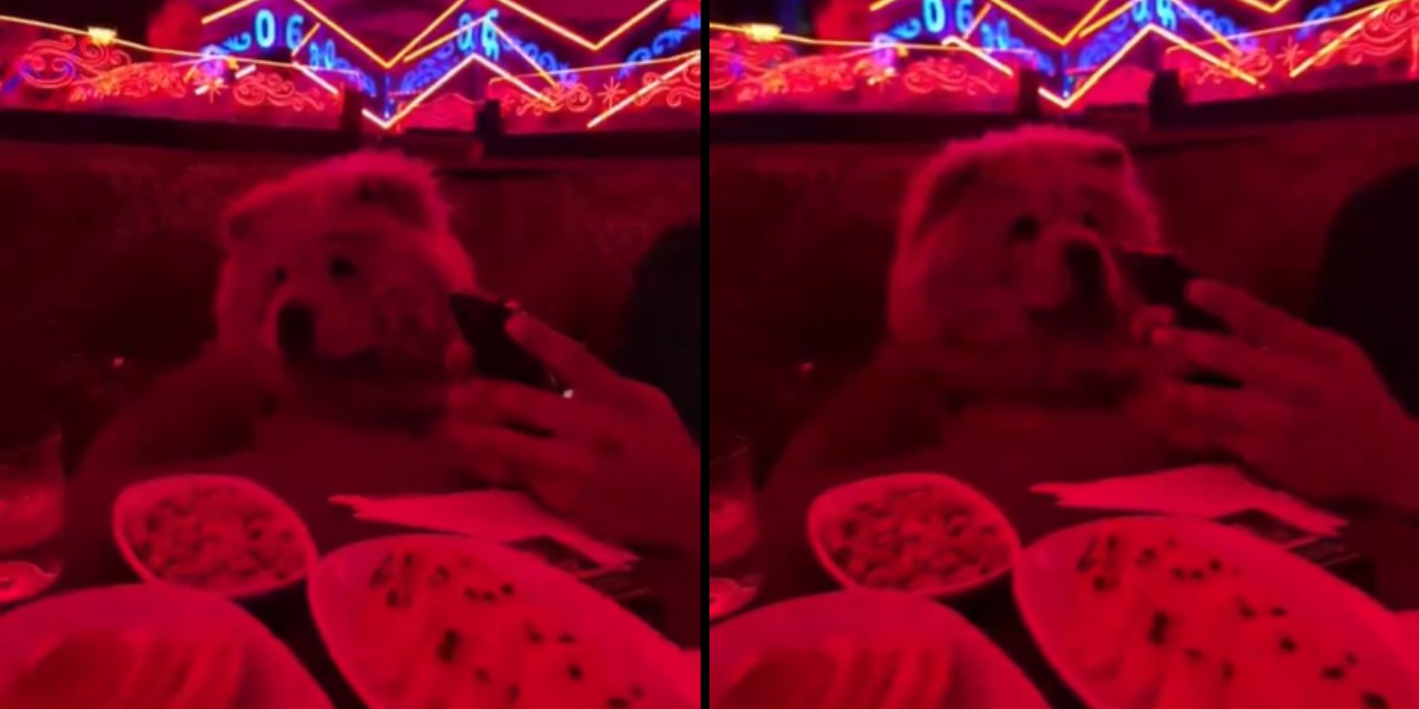 'Çin aslanı' köpek pavyon alemine sokuldu: Şaşkın bakışları izleyenleri gülümsetti