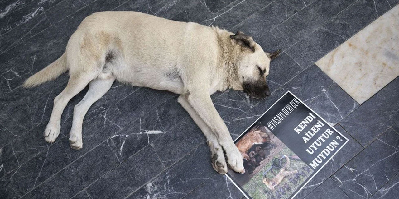 CHP'den 'Katliama oyum hayır' akımı: 'Üretimi durdur, ticareti yasakla...'