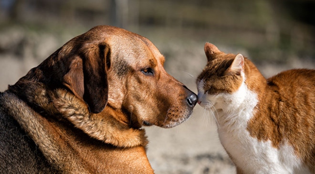 Yöneylem araştırdı: AKP seçmeni de sokak hayvanlarının öldürülmesini istemiyor