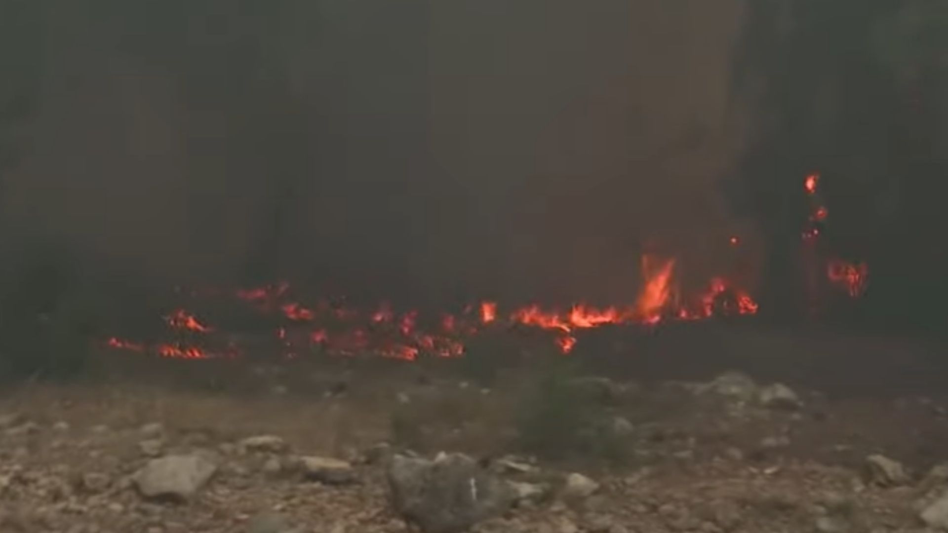 İzmir’in Buca ilçesinde orman yangını