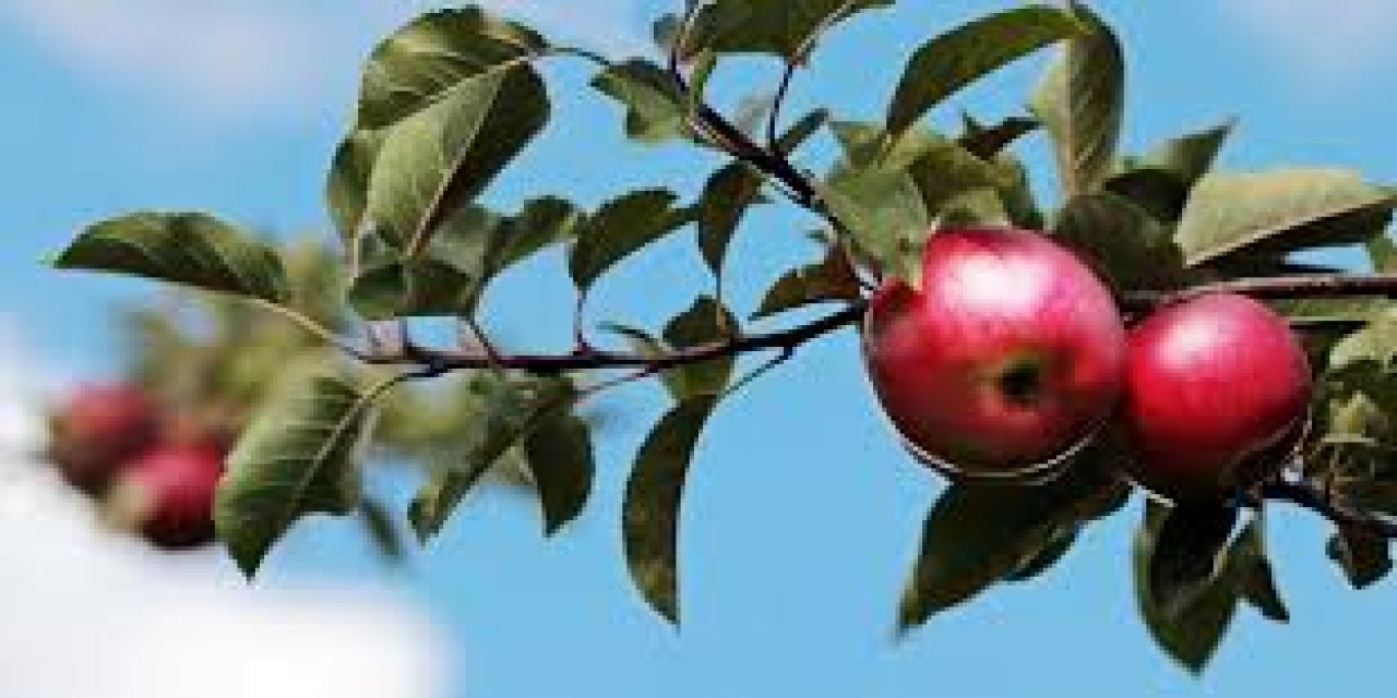 En sağlıklı 3 meyve belli oldu. Herkes elma veya armut gibi meyveleri sanıyordu