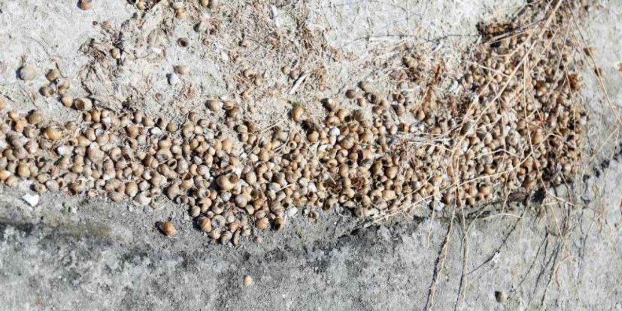 Eğirdir Gölü'nde binlerce kabuklu su canlısı ölüsü kıyıya vurdu