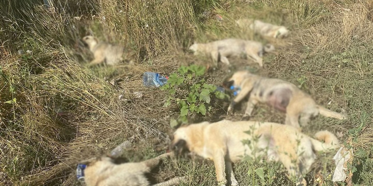 Ankara'da yanık izleri bulunan 6 köpek ölü bulundu