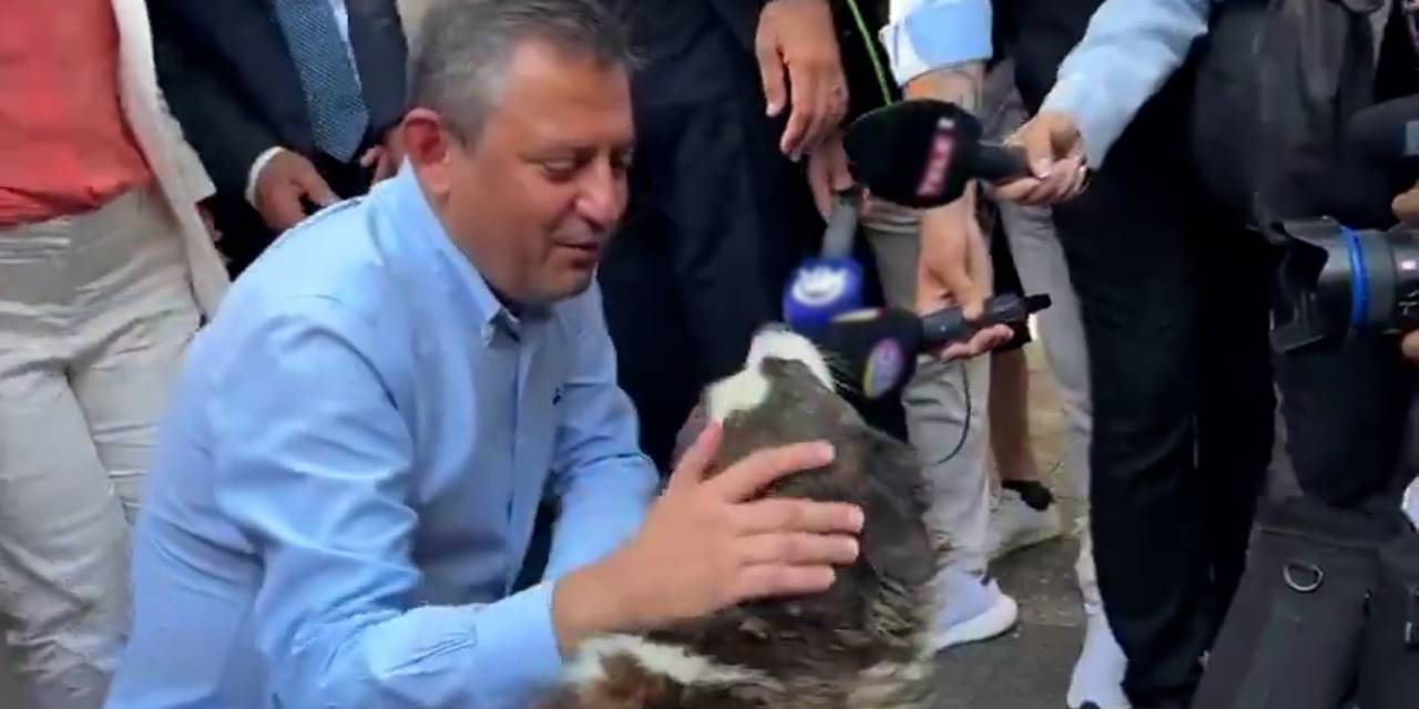 Köpek seven Özgür Özel'den, Meclis'e "sokak hayvanları" göndermesi: Bunların canına kast ediyorlar