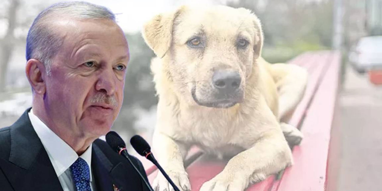 Fatih Altaylı: AKP'nin hedefi köpekler değil, CHP'li belediyelere bir cephe daha açmak!