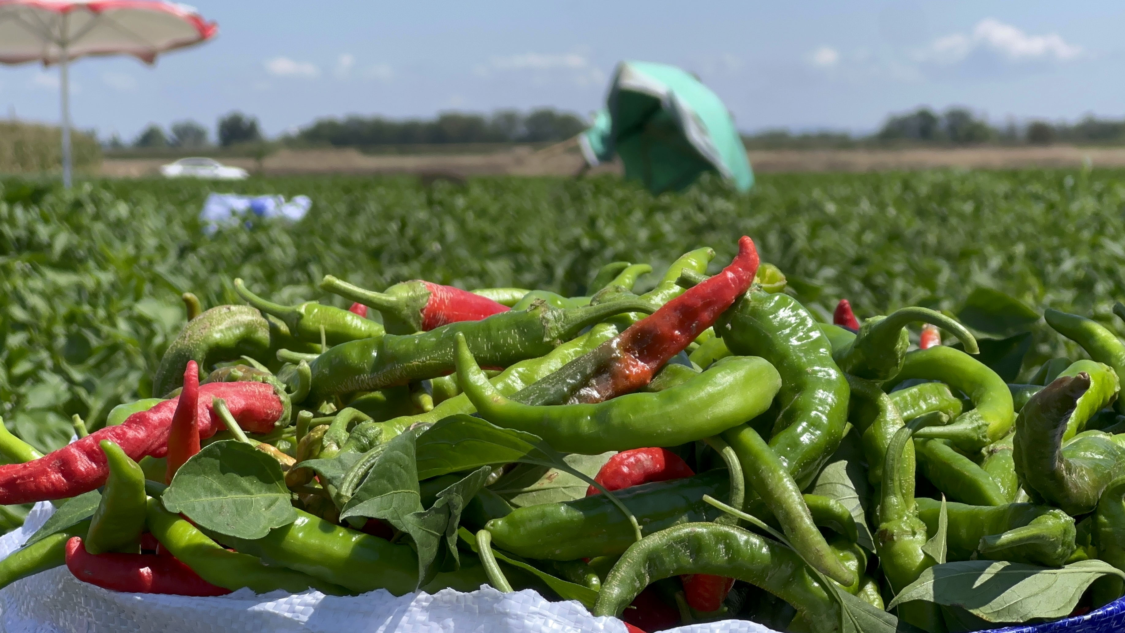 Ciğerin vazgeçilmezi acı biber sıcaklar nedeniyle strese girdi, hasat geç başladı
