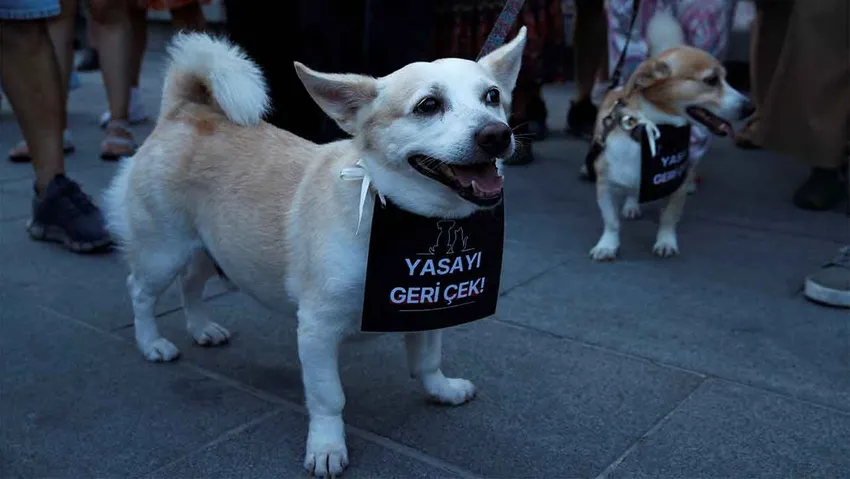 TİP Hayvan Hakları Komisyonu: Akıl dışı ve Anayasa'ya aykırı bu yasadan geri dönülmeli!