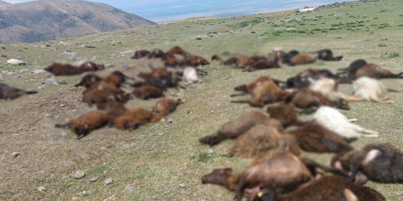Iğdır’da yıldırım düştü, 70 küçükbaş hayvan öldü