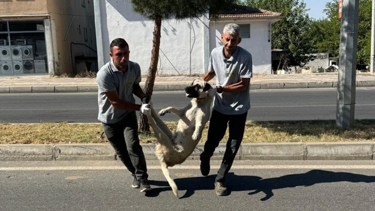 DEM Partili Silvan Belediyesi sokak köpeklerini toplatmaya başladı: Gelen tepkiler üzerine belediye özür diledi