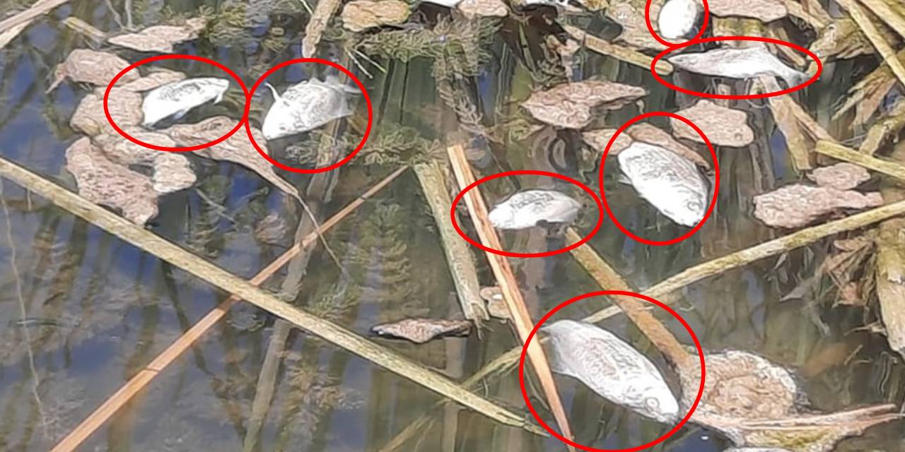 Gemlik'teki Kurtul Göleti'nde balık ölümleri endişeye neden oldu