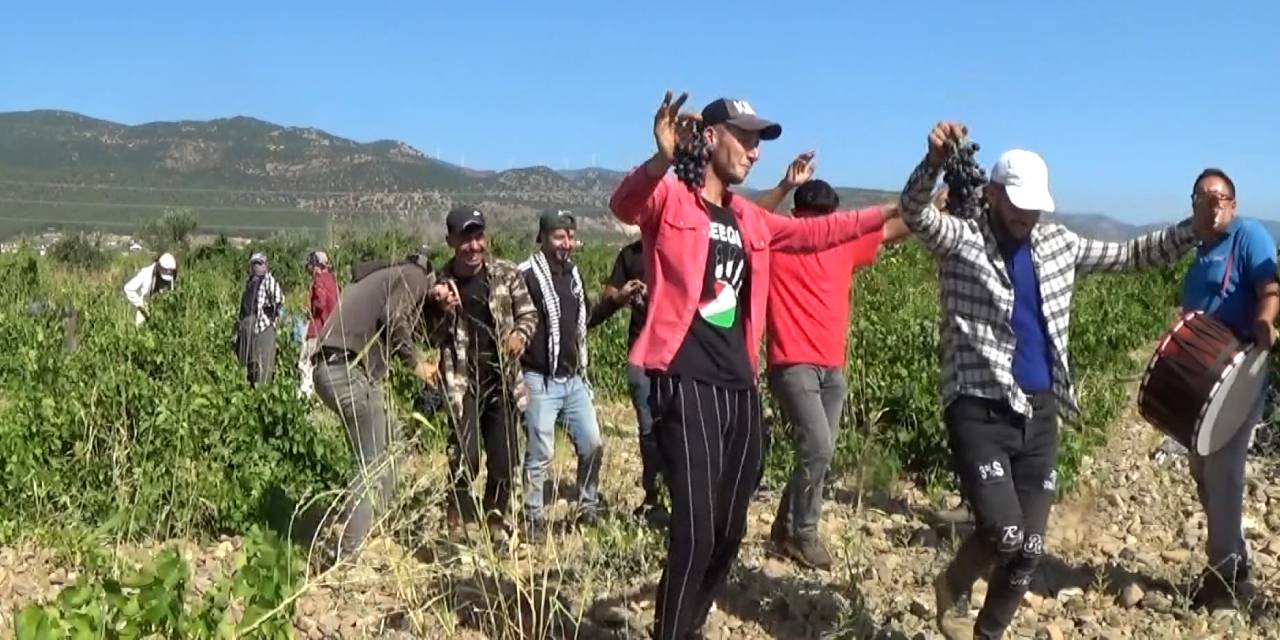 Gaziantep’te halay çekerek üzüm hasadı başlattılar