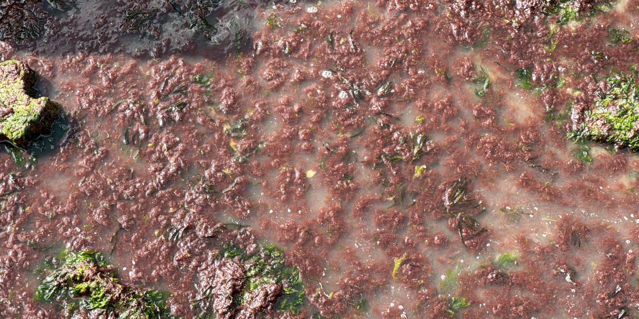 Tekirdağ sahilini kırmızı yosun kapladı