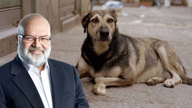 Yeni Şafak yazarı  sokak hayvanları yasasını eleştirenleri hedef aldı: Bu soytarılar köpek-sevici değil; çıplaklık-sevici
