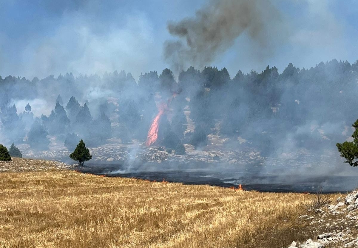 Adana'da anız yangını ormana sıçradı