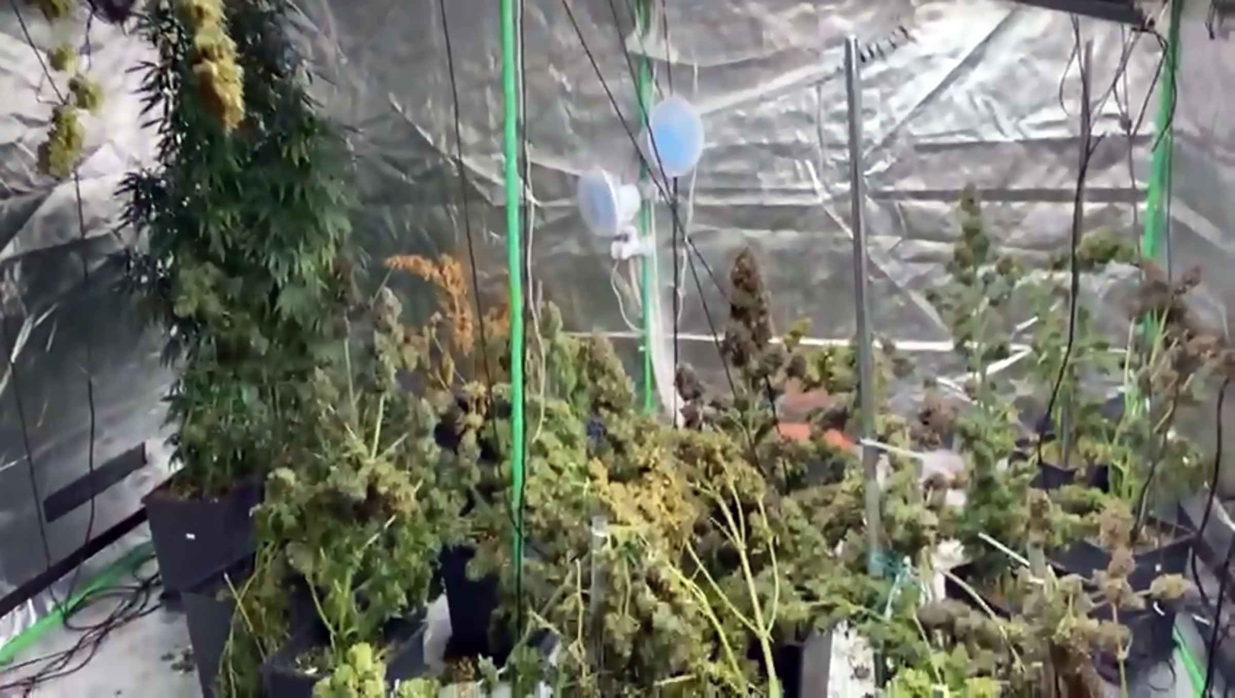 Evine sera kurup, kenevir yetiştiren şüpheli: Piyasada çok pahalı