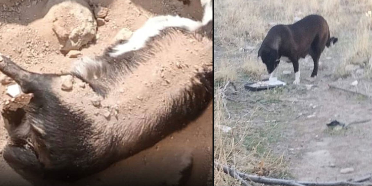 Köpeklerin topluca gömüldüğü iddia edilmişti: AKP'li Niğde Belediyesi’nden açıklama geldi