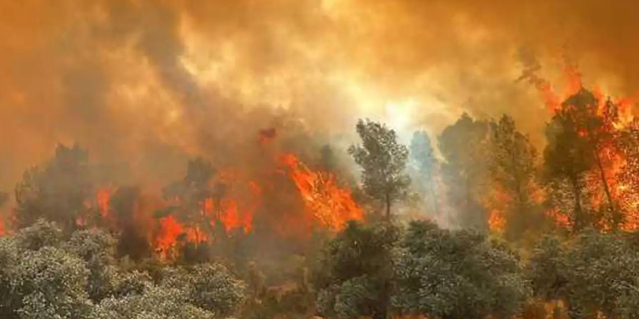 Muğla'da orman yangını alarmı! MSB 5 helikopter yolladı, vatandaşlar seferberlik başlattı