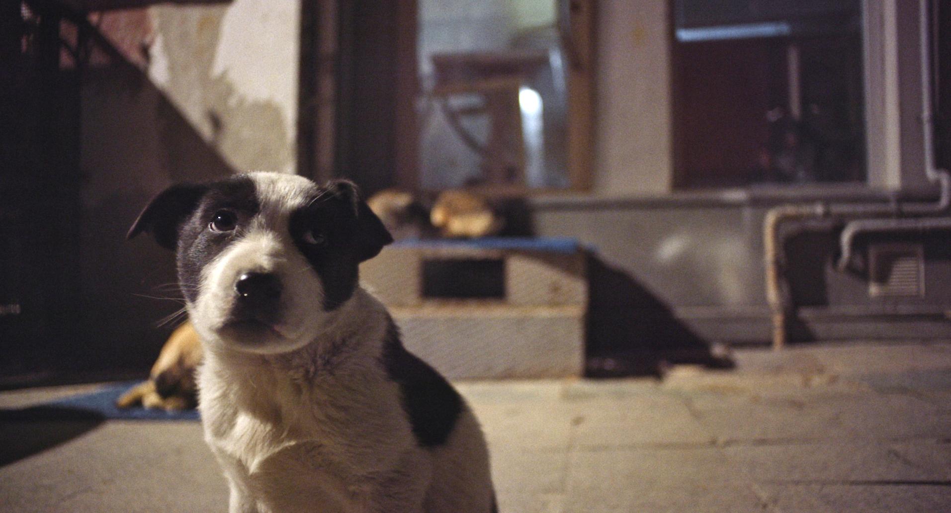 Can dostlarımız yararına özel gösterim:  İstanbul’un sokak köpekleri belgeseli “Stray”