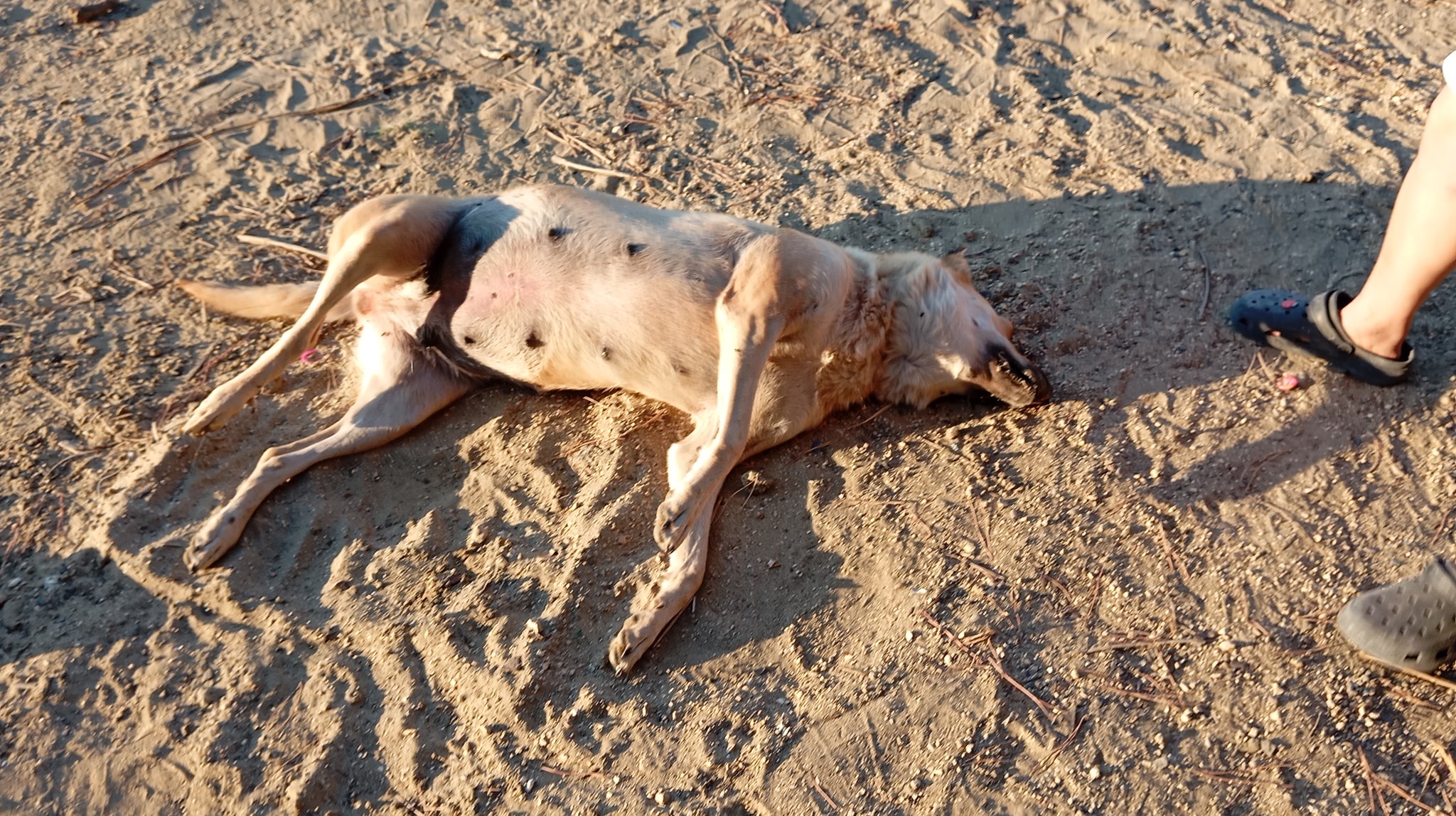 Bir vahşet de Silivri'den! Sokak köpekleri zehirlenerek öldürüldü