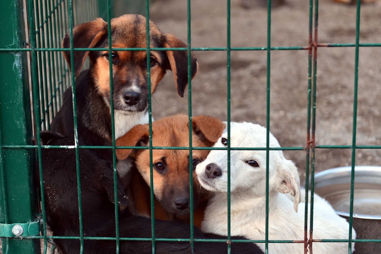 Sosyal medyada 'BoycottTurkey' etiketi açıldı: Modern tarihin en kötü köpek katliamına şahit oluyoruz