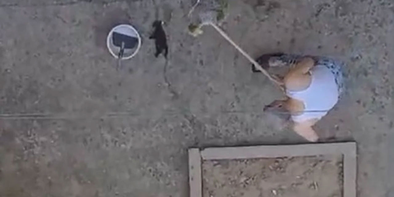 Manisa'da hayvan katliamı! Üç kedi yavrusunu işkence ederek öldürdü