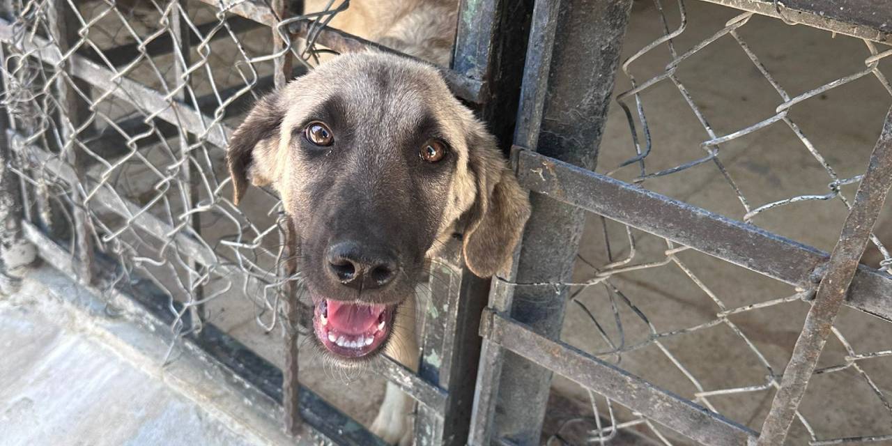 Pursaklar Belediyesi hayvan bakımevi skandalı: Avukatlar barınakta ciddi sağlık ve bakım ihlalleri tespit etti
