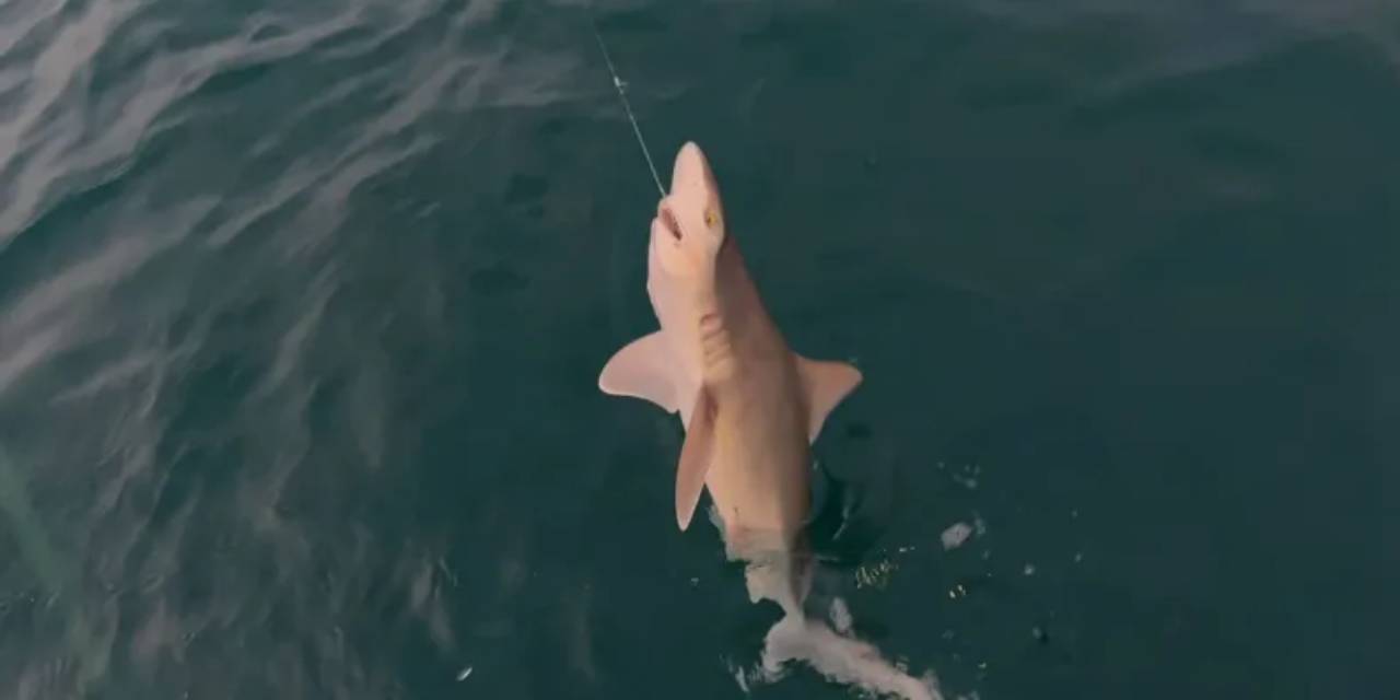 Oltasına yavru köpek balığı takıldı