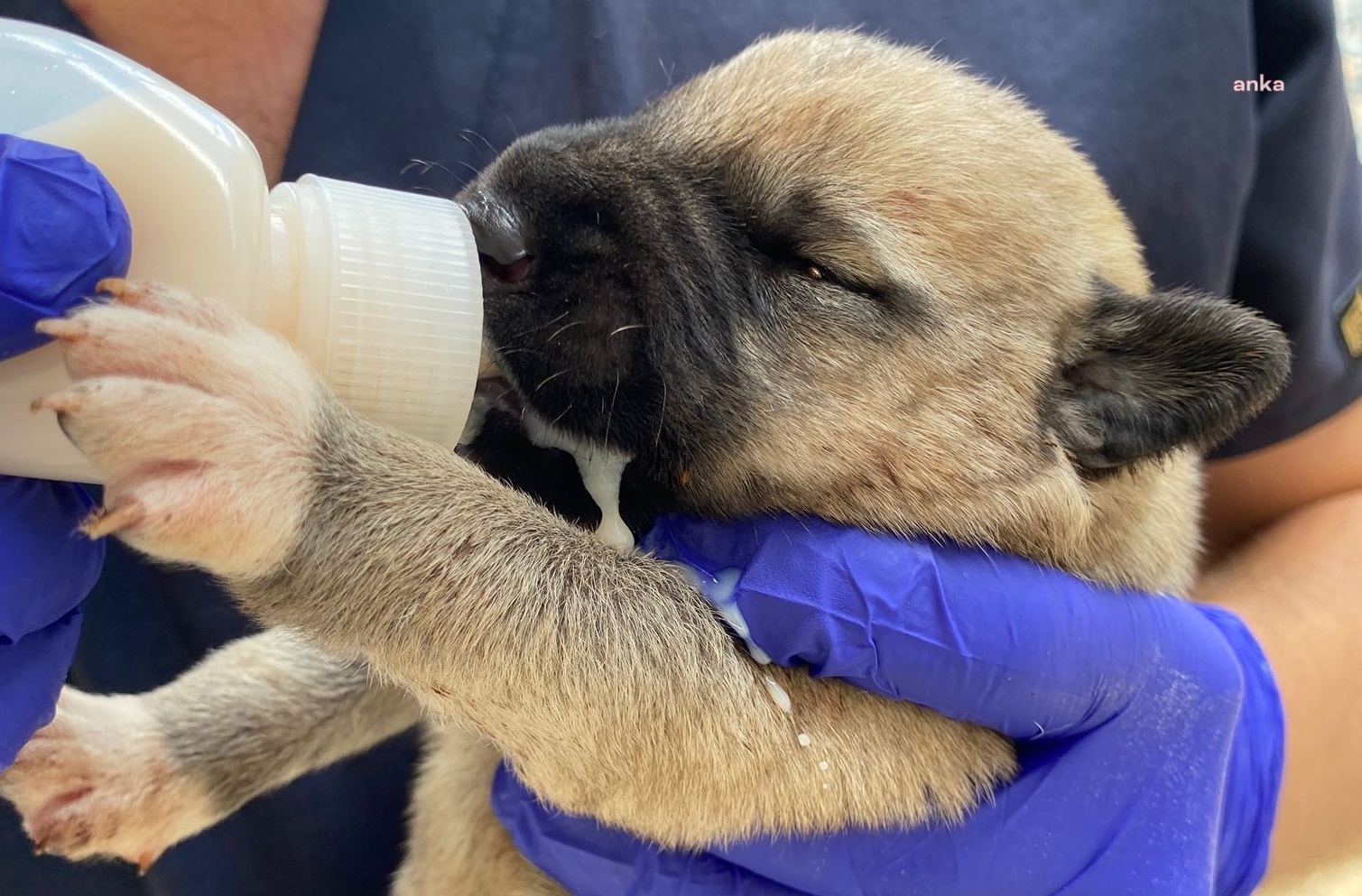Annelerini kazada kaybeden yavru köpekleri Amasya Belediyesi sahiplendi