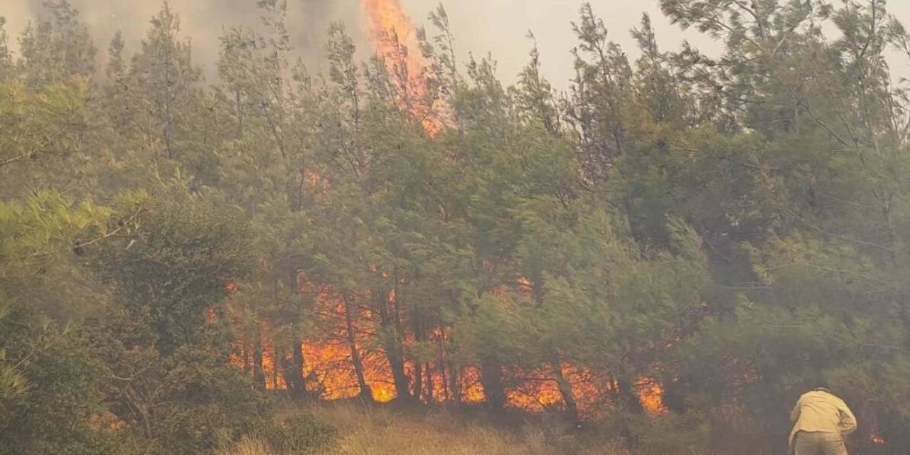 Çanakkale'de orman yangını