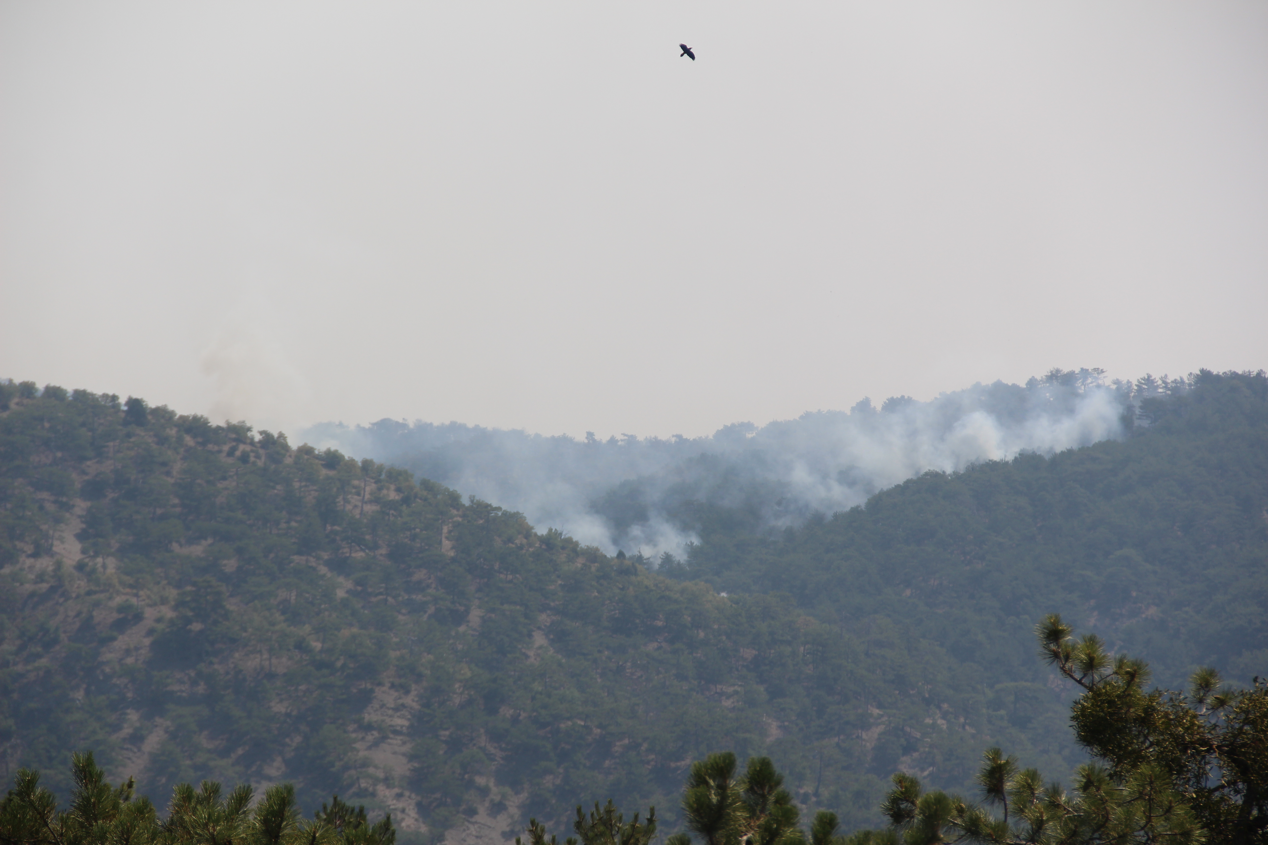 Bolu 3 gündür yanıyor: Yangın tam anlamıyla kontrol altına alınamadı