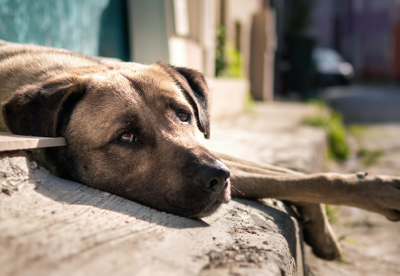 Türk Veteriner Hekimleri Birliği’nden sokak hayvanları için çağrı: Sahipsiz hayvanların sahibi devlettir