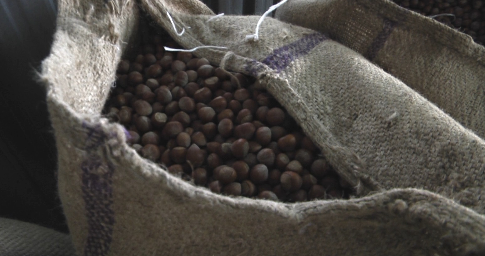 Ordu'da TMO fındık alımına başladı