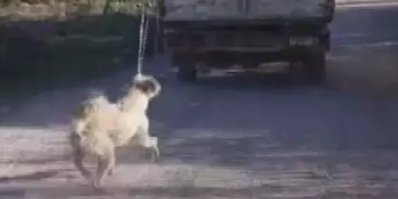 Amasya'da vahşet: Köpeği kamyonetin arkasına bağlayıp, sürükledi