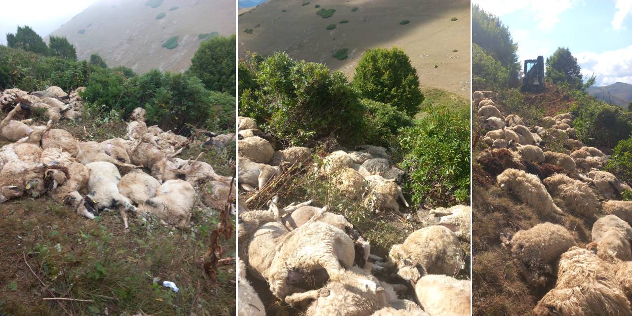 Arazide 20 metreden yuvarlanan 88 koyunu öldü