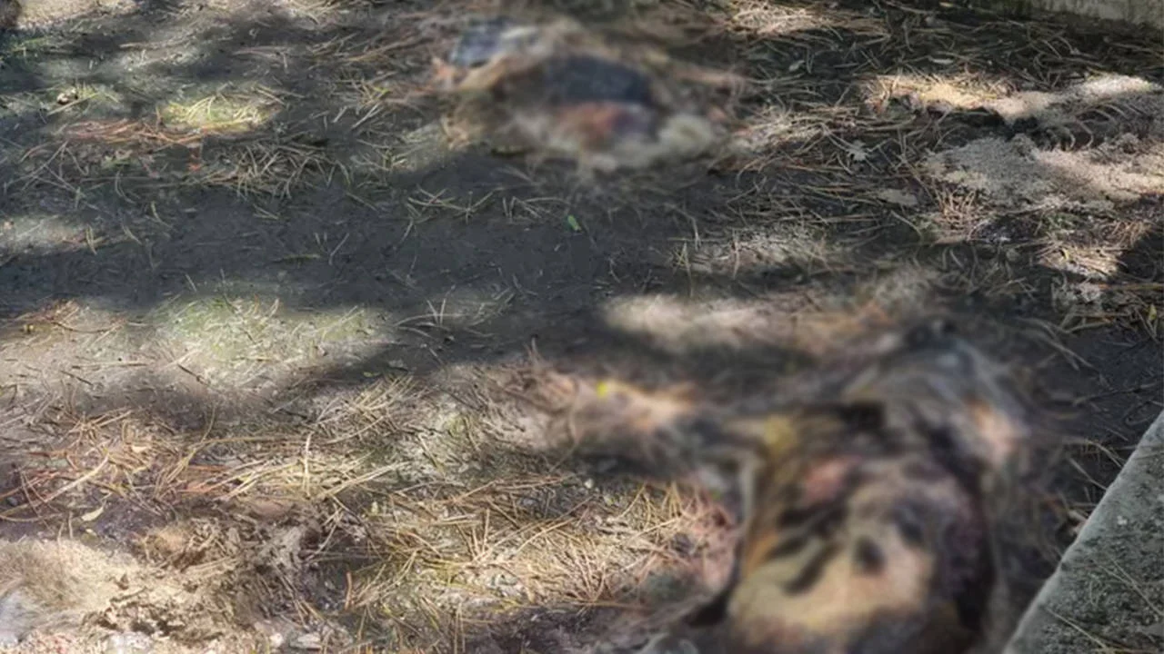 Kütahya'da 13 köpek sulama havuzunda ölü bulundu