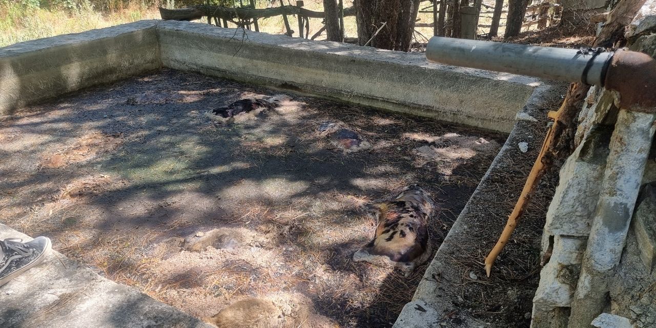 Dağ evi sulama havuzunda 13 köpek ölü bulundu