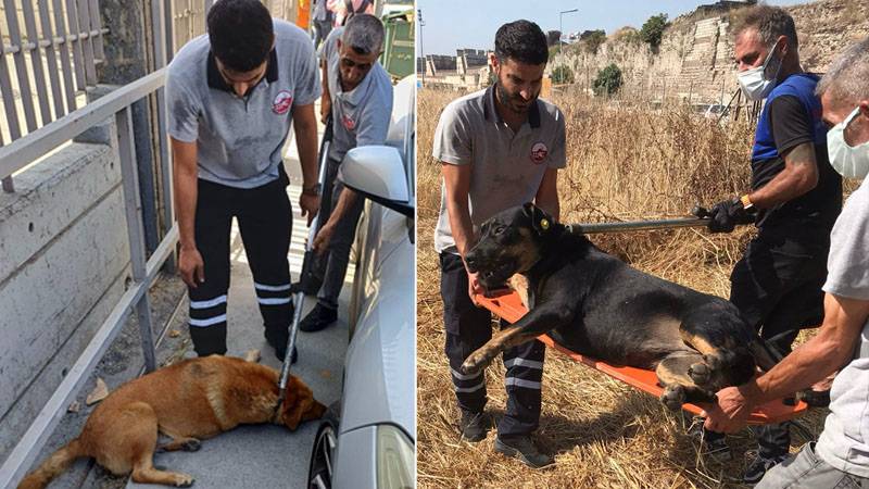 Fatih'te ölümlü olay sonrası bölgedeki sokak köpekleri toplanıyor