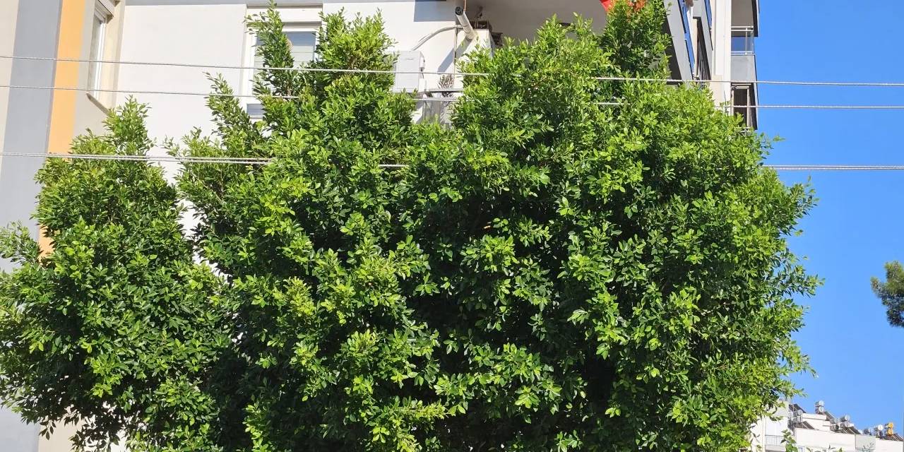 Ağacın içinden geçen elektrik telleri korkusu