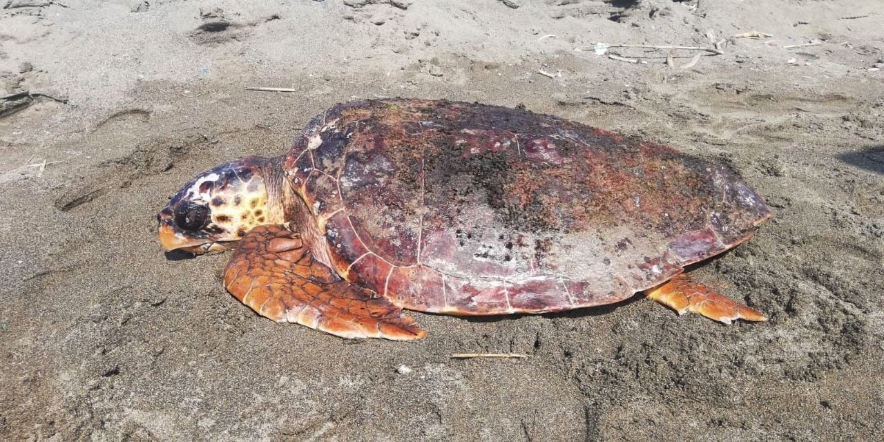 Başına darbe alan caretta caretta sahilde bulundu