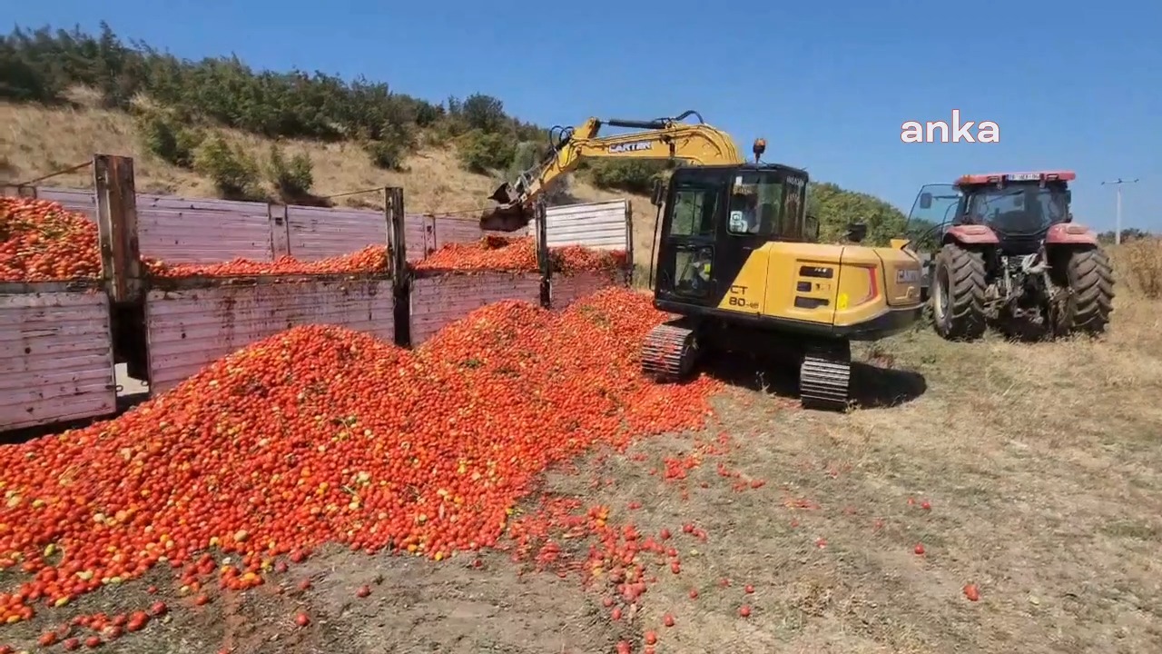 Sesi duyulmayan, ürünü elinde kalan çiftçi, 30 ton domatesi kepçeyle yere döktü