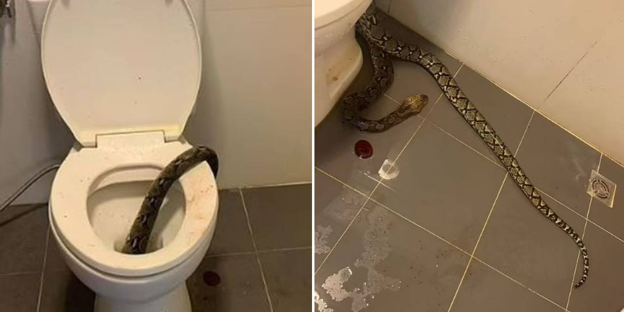 Bir adam, tuvalette büyük bir piton tarafından ısırıldı