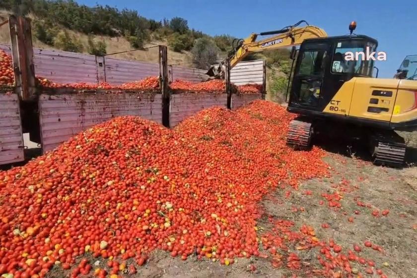 Üretici 30  ton domatesini yere dökmüştü: Bakanlık, ürünü kabul etmeyen fabrikaya inceleme başlattı