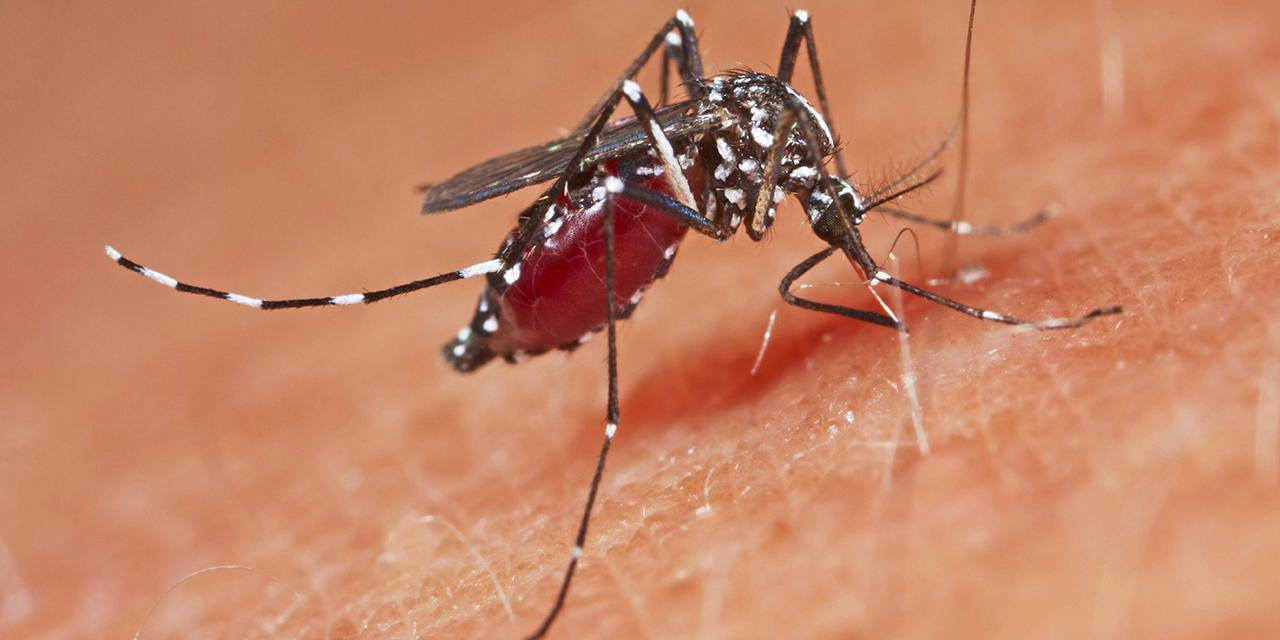 Batı Nil virüsü uyarısı: M Çiçeğinden daha önemli! Türkiye’de de vakalar görülmeye başlandı