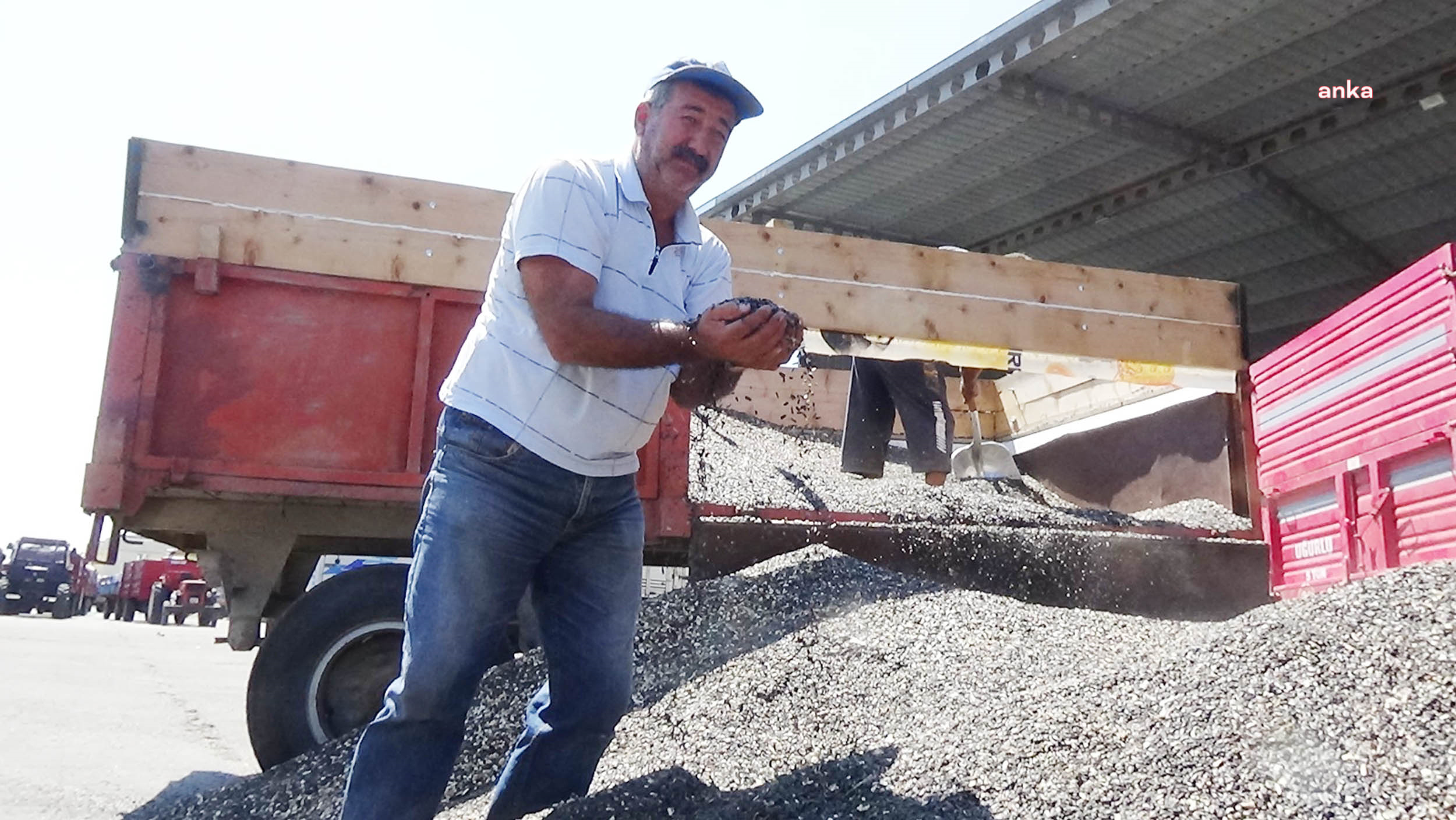 Trakya Birlik, ayçiçek alım fiyatını ton başına 20 bin TL olarak belirledi