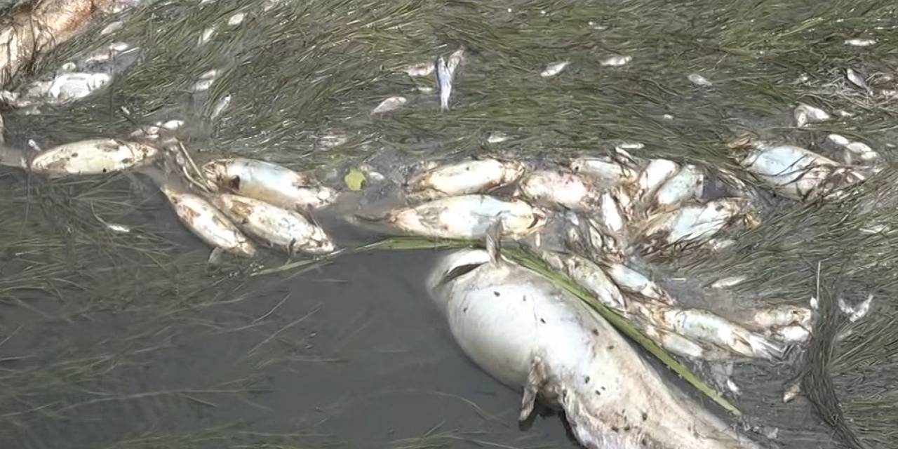 Amasya Yeşilırmak'ta balık ölümleri yaşandı