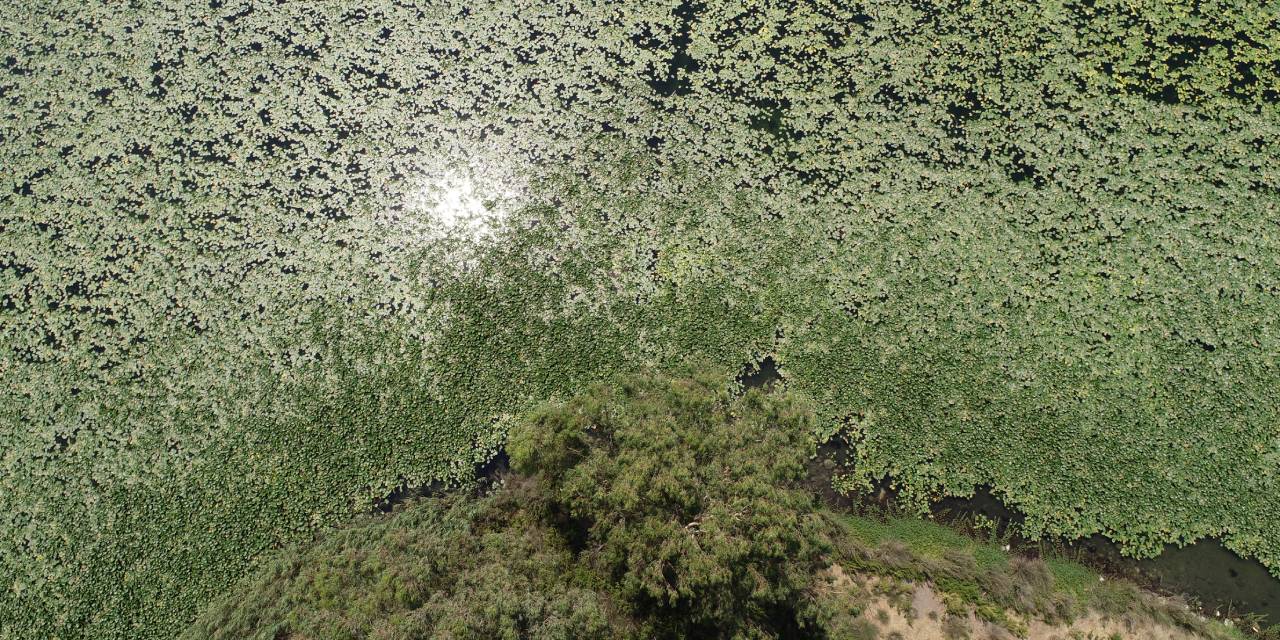 Gölbaşı Gölü'nde ‘nilüfer’ istilası