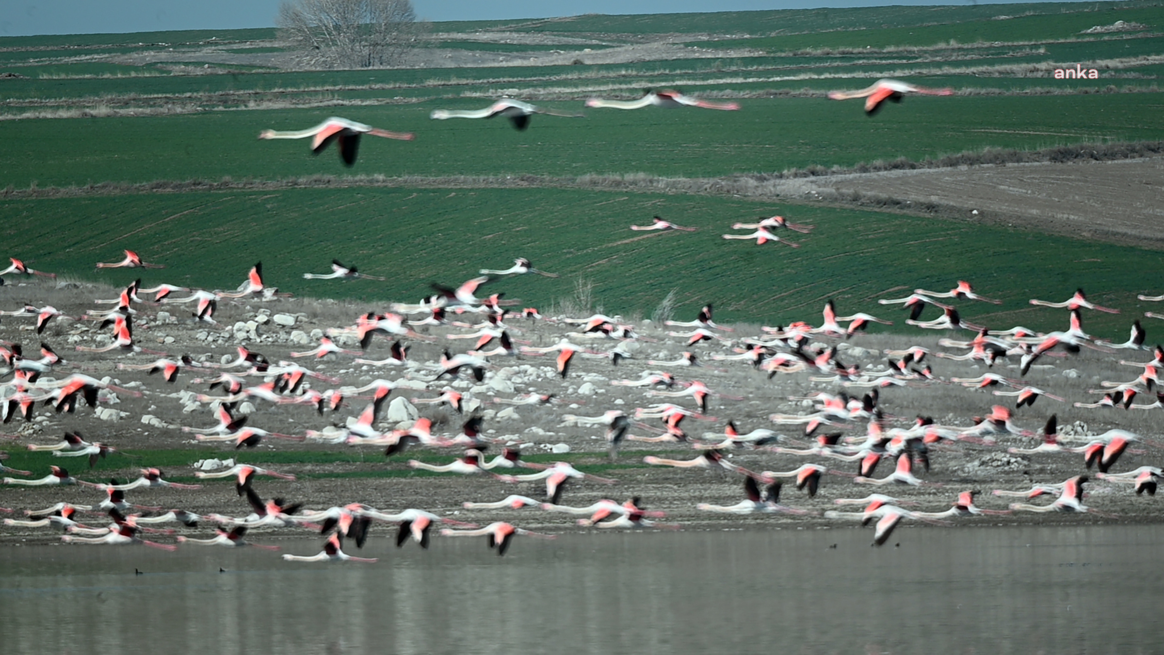 Flamingolar bu yıl Yozgat’a erken geldi