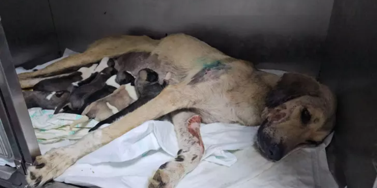 Otomobilin çarptığı hamile köpek doğum yaptı; 8 yavrusundan 1'i öldü